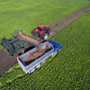 Sugar beet harvest